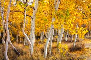 Aspens along road to Virginia Lake-0431